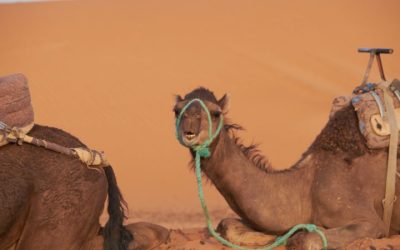 3-Day Desert Tour from Marrakech to Fes 